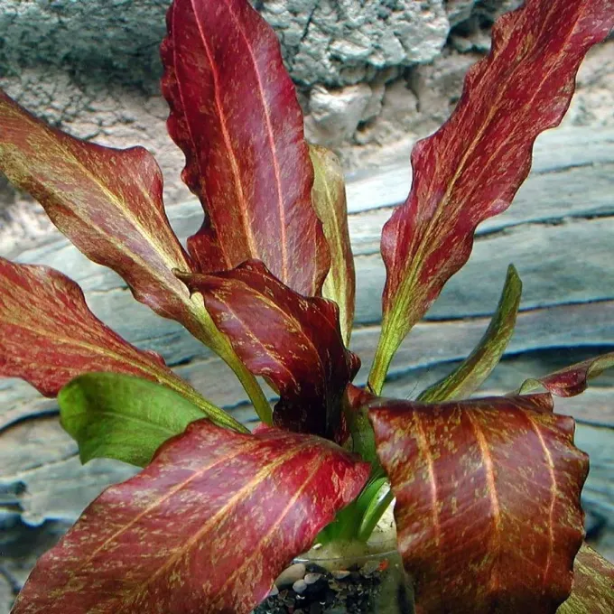 Echinodorus schlueteri