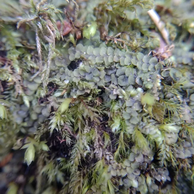 Calypogeia muelleriana