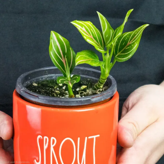 Round-leaf Aglaonema
