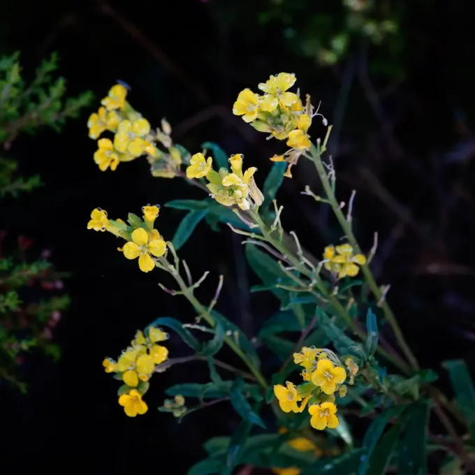 Erysimum merxmuelleri