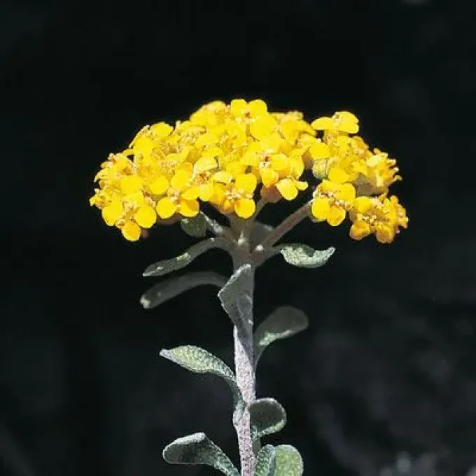 Alpine alyssum