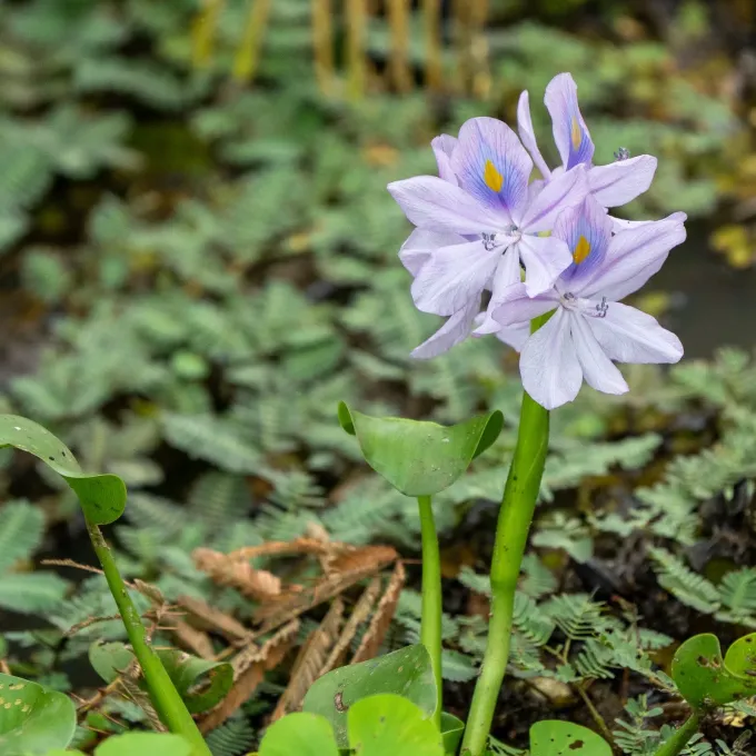Water hyacinth