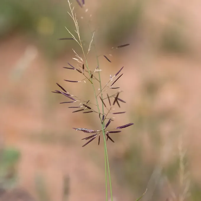 Eragrostis lacunaria