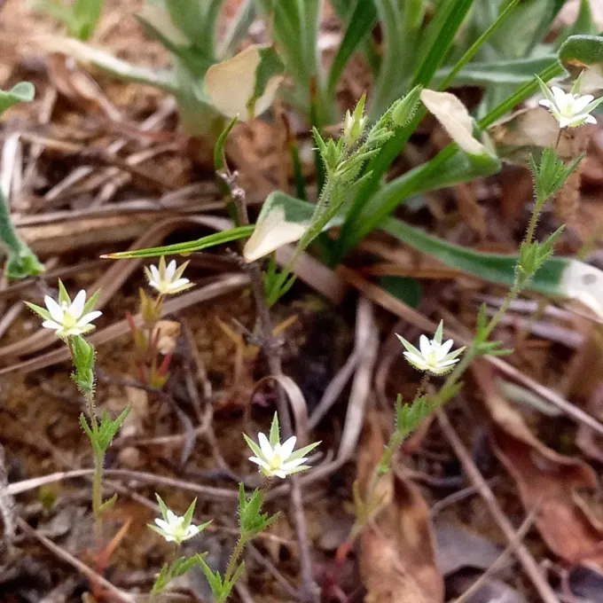 Sticky sandwort