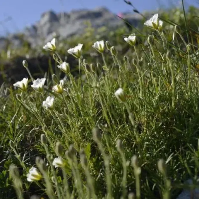 Minuartia capillacea