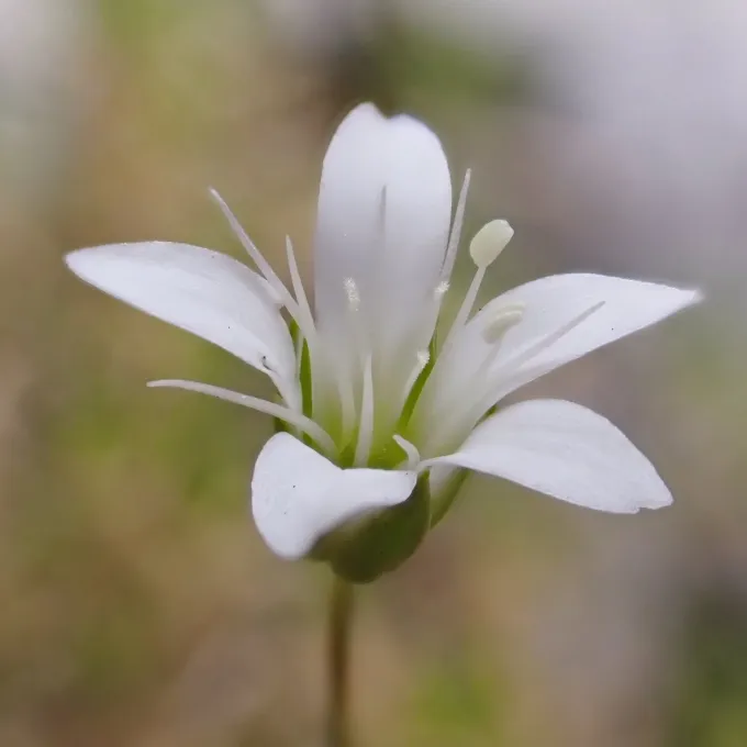 Austrian sandwort