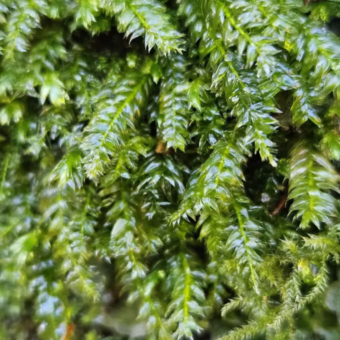 Plagiothecium nemorale