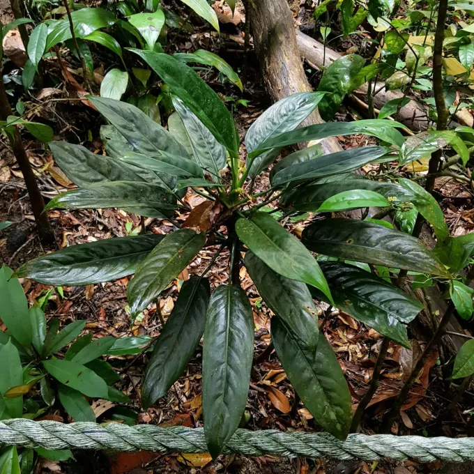 Aglaonema simplex