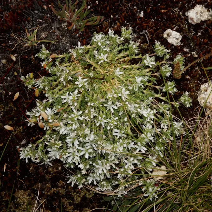 Arenaria querioides