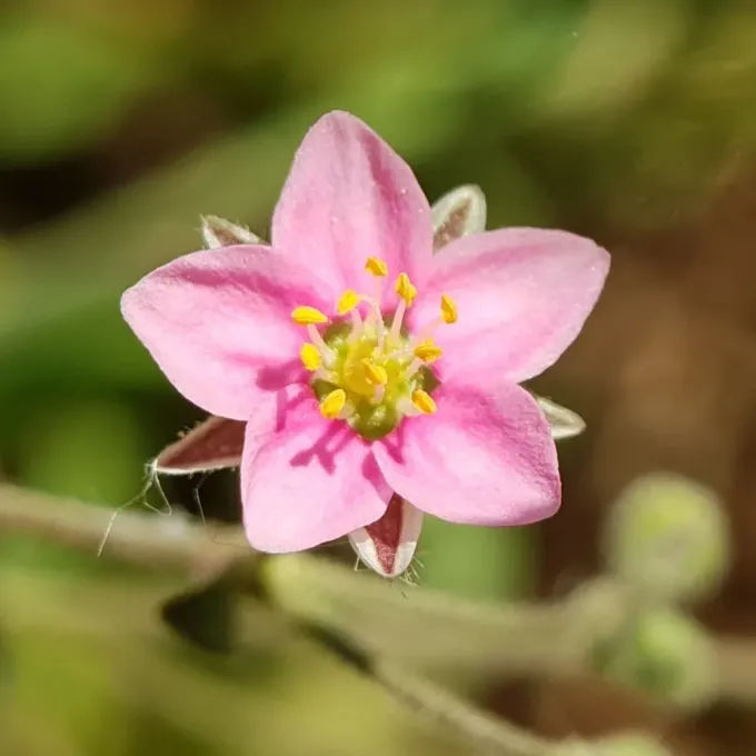 Minuartia geniculata