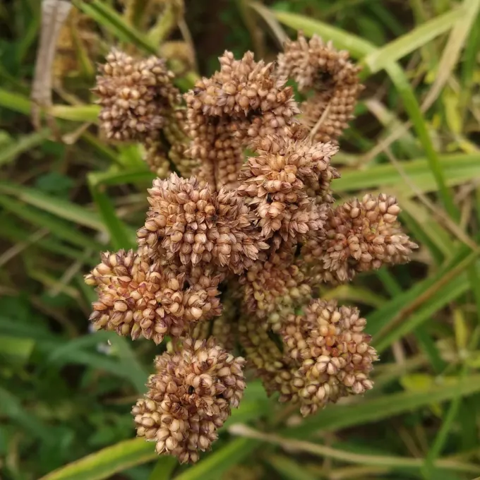 Finger millet