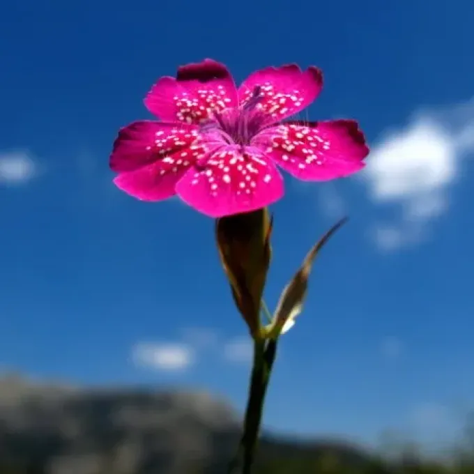 Dianthus biflorus