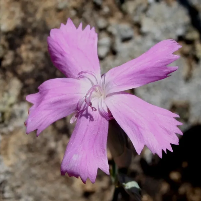 Rusty pink