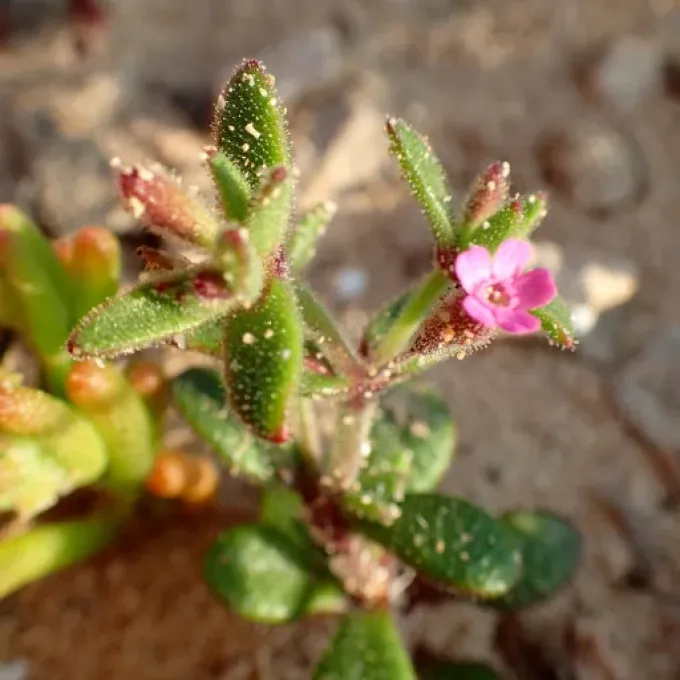 Sedum-leaved catchfly