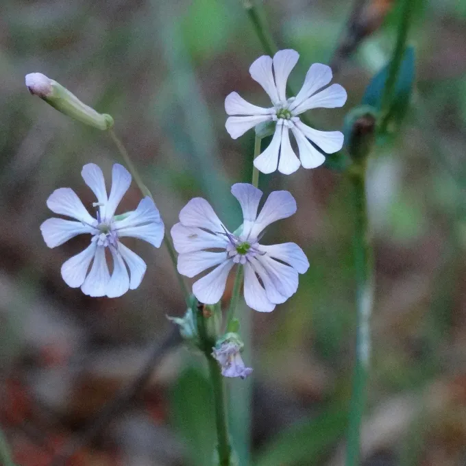 Silene graeca
