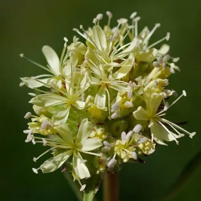 Saponaria bellidifolia