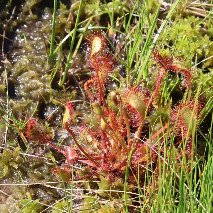 Obovate sundew