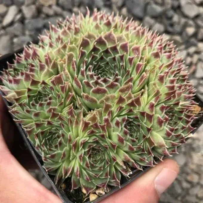 Sempervivum giuseppii