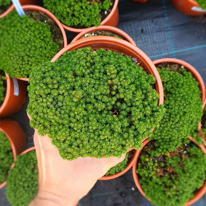 Lydian stonecrop