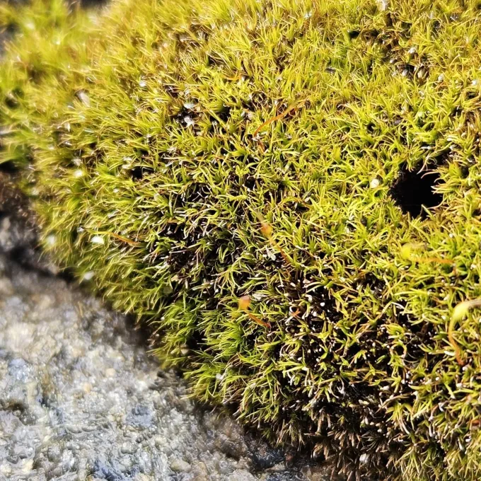 Distichium inclinatum