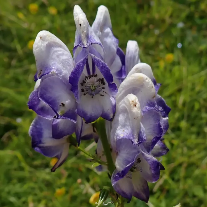 Störck's Monkshood