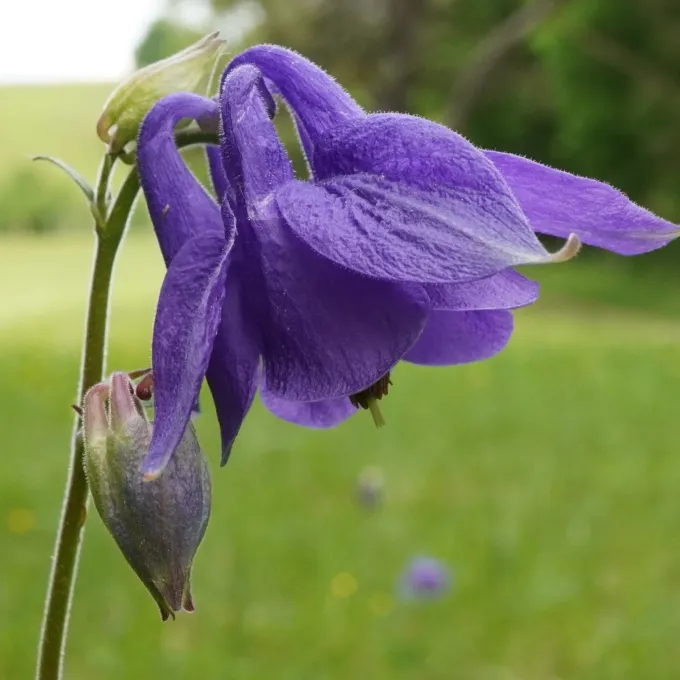 Aquilegia nigricans