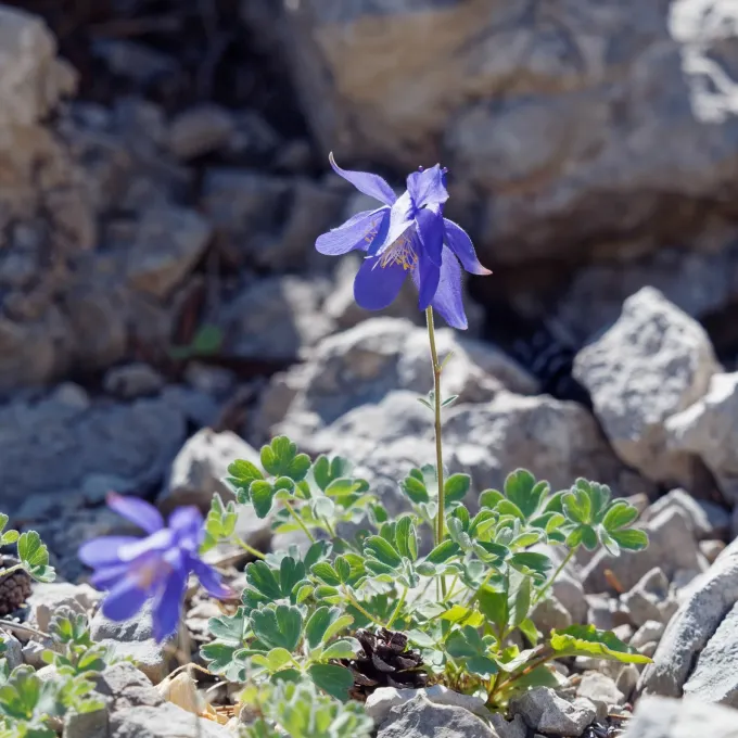 Kitaibel columbine