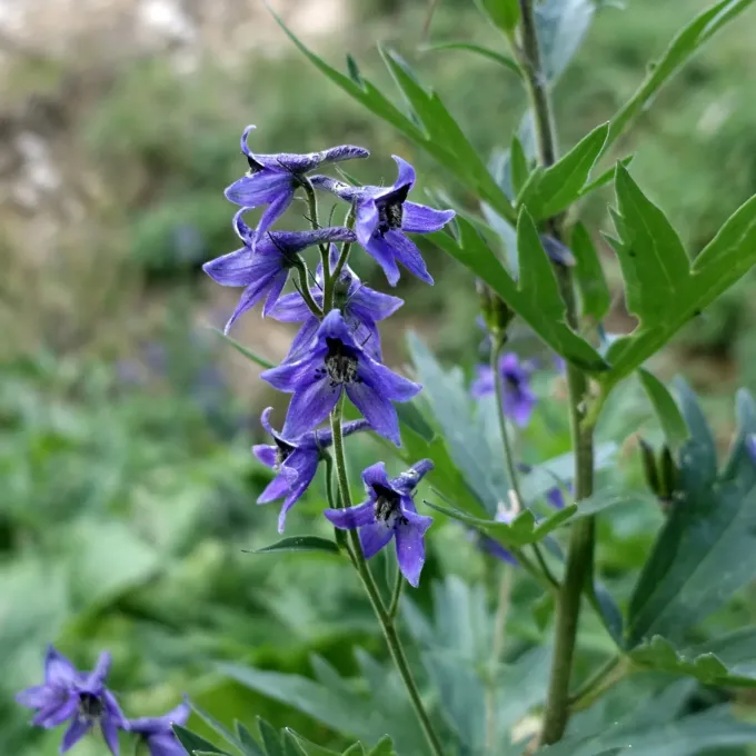 Delphinium dubium