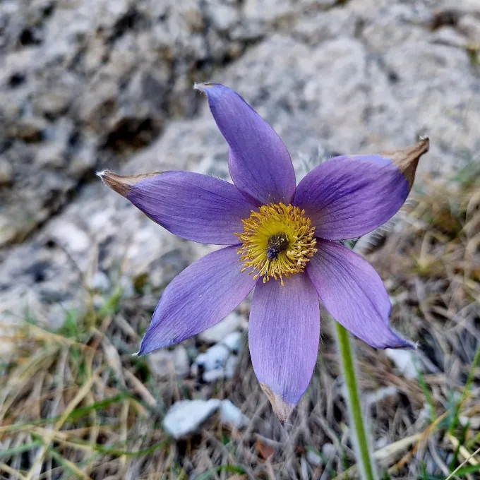 Slovak pasqueflower