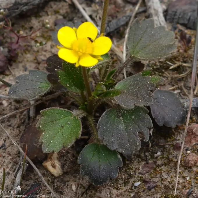 Ranunculus gregarius