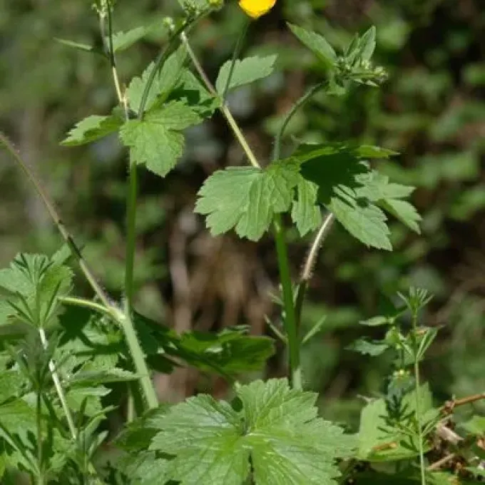 Woolly buttercup