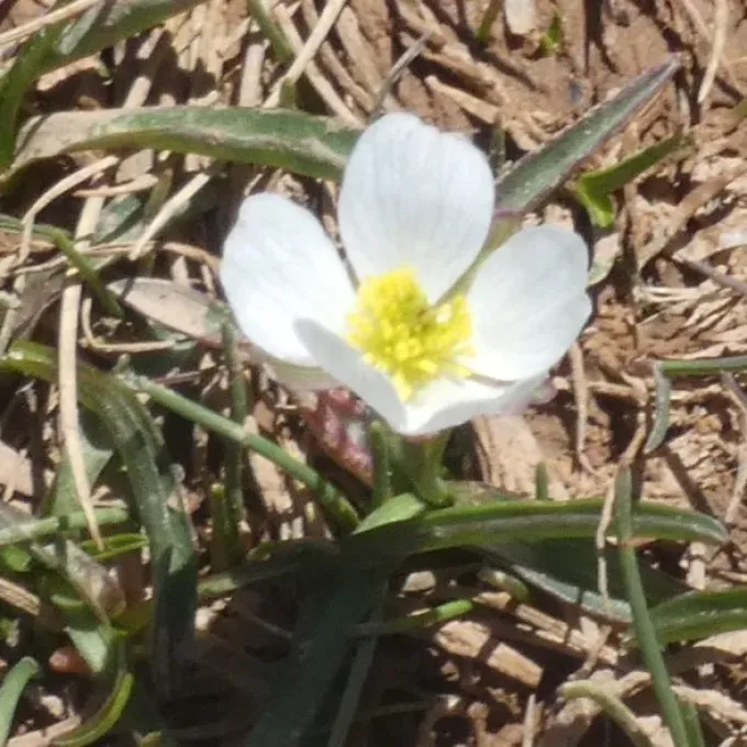 Spiked Buttercup