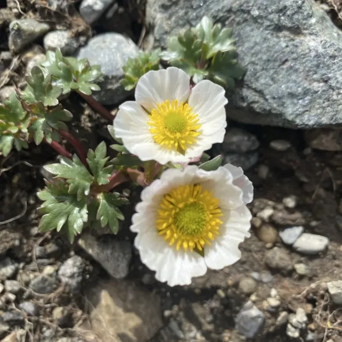 Glacier buttercup