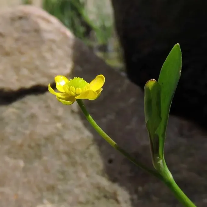 Ranunculus fontanus