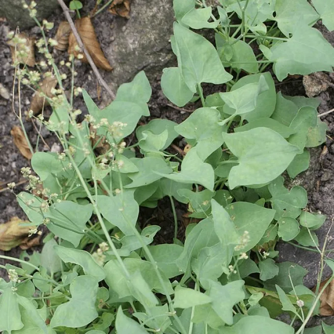 Mountain sorrel