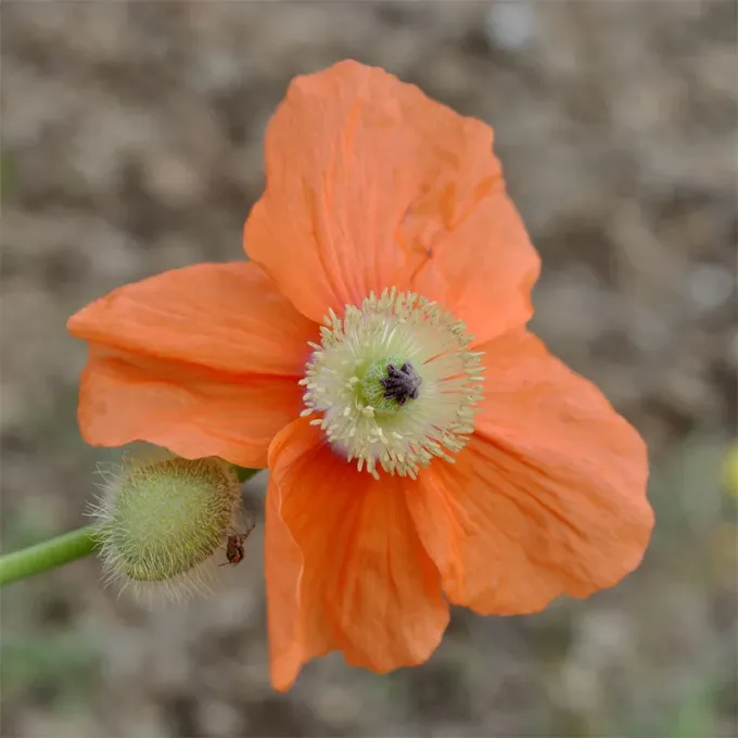 Persian poppy