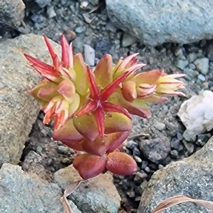 Sedum caespitosum