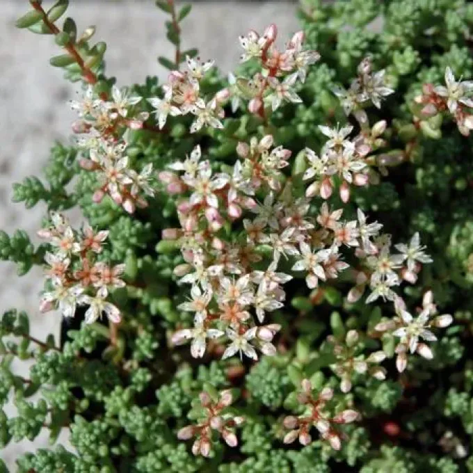 Sedum stefco