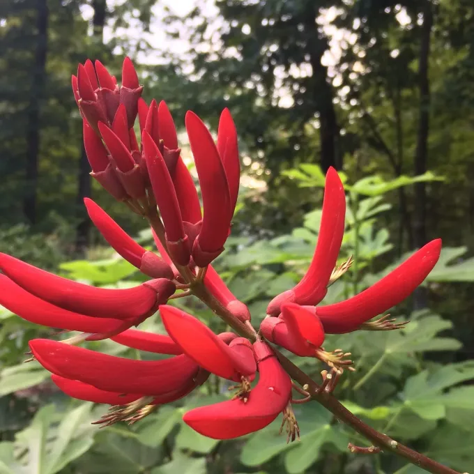 Erythrina bidwillii