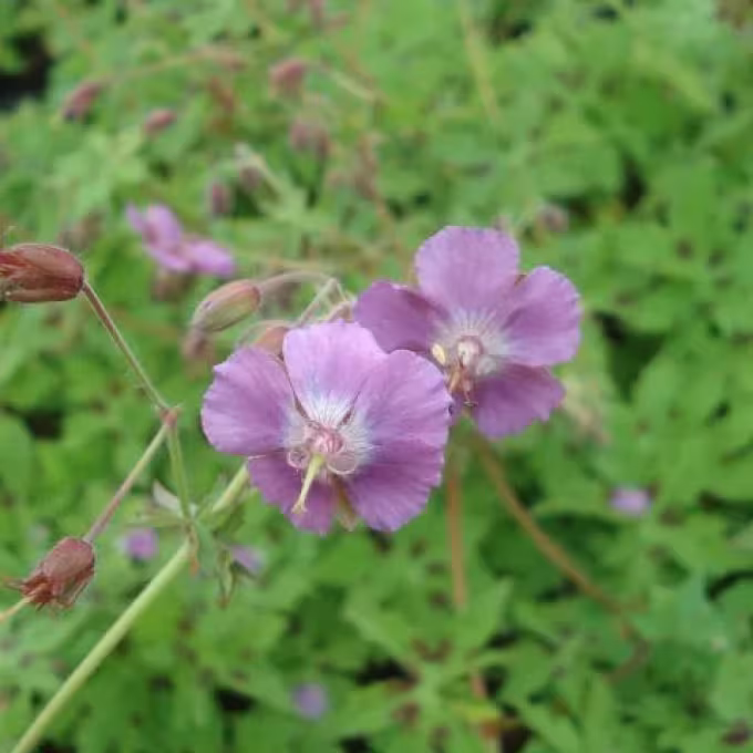 Munich crane's-bill