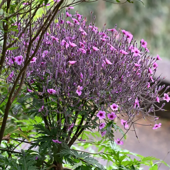 Madeira cranesbill