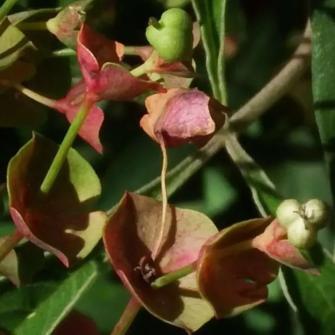 Euphorbia semiperfoliata