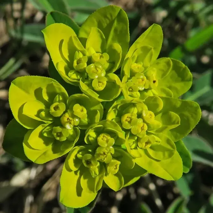 Euphorbia flavicoma