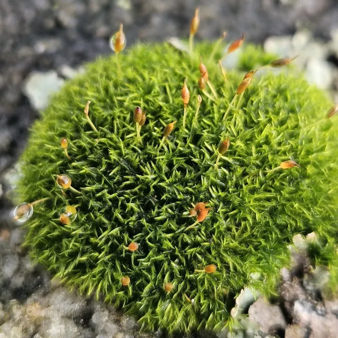 Dicranoweisia cirrata