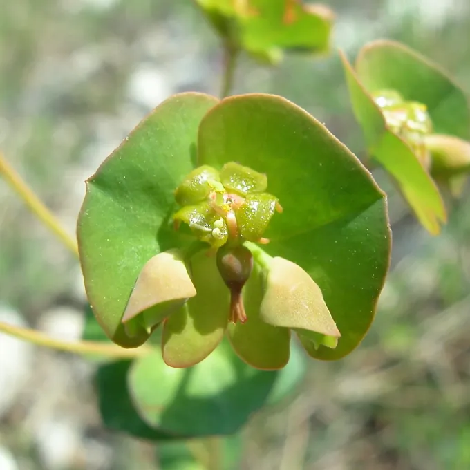 Kerner's Spurge