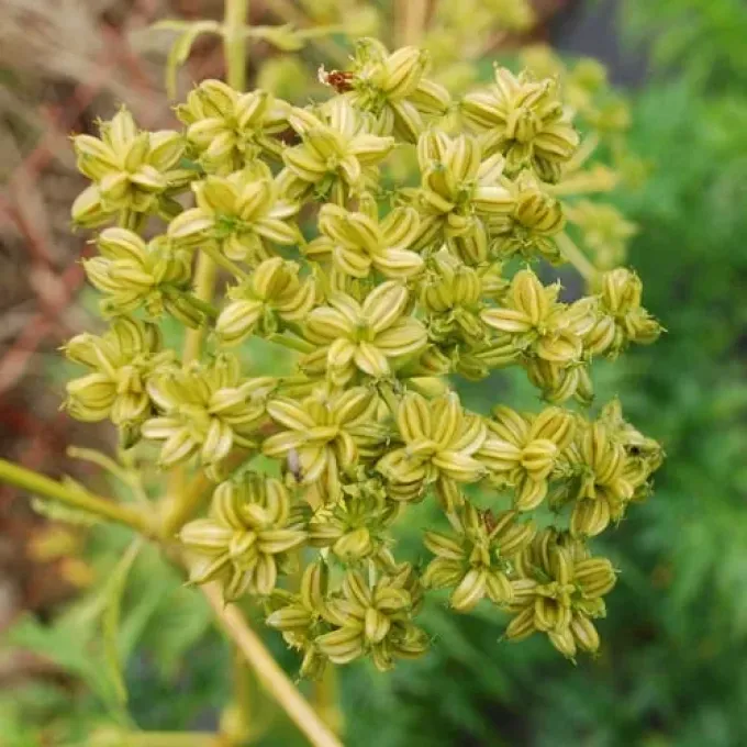Molopospermum