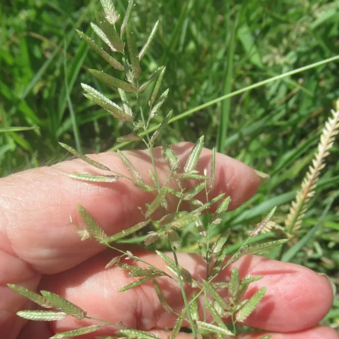 Stinkgrass