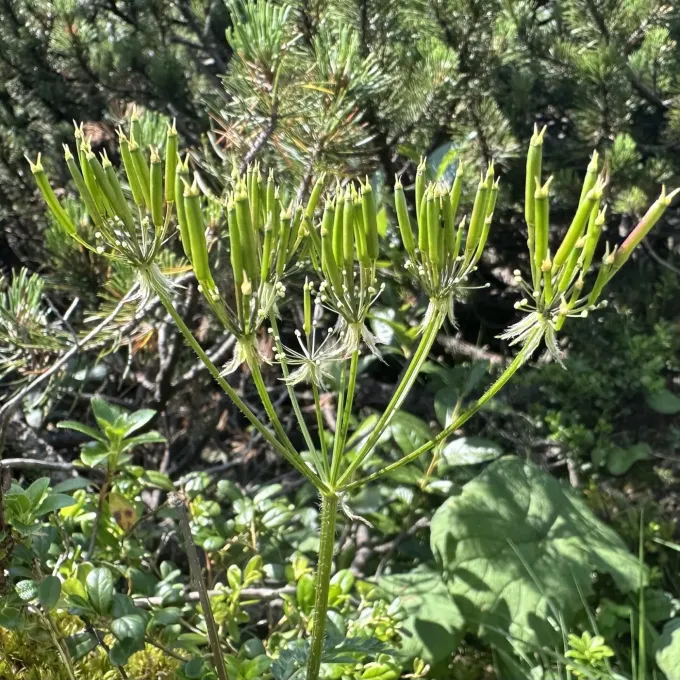 Villars' chervil