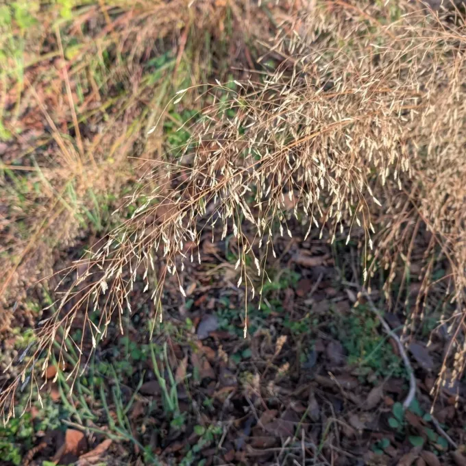 Sand lovegrass