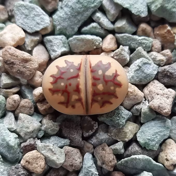 Lithops dorotheae